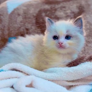 cute